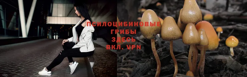 Псилоцибиновые грибы Psilocybe  Хотьково 